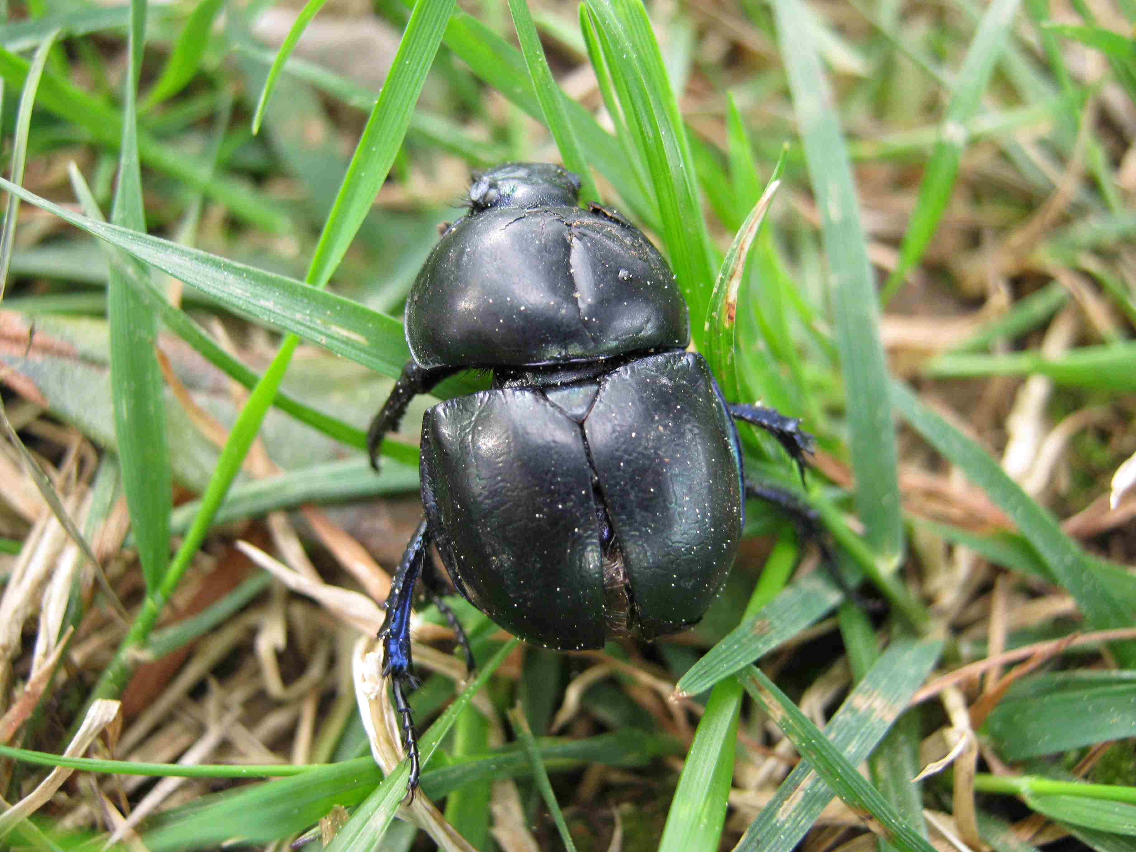 Geotrupes stercorarius?